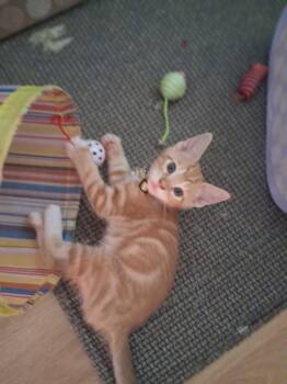 Carter -  Domestic Short Hair Cat for Adoption in Oviedo, Florida - Carter | PetCurious