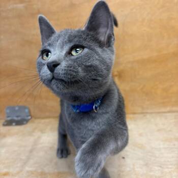 King Boo -  Domestic Short Hair Cat for Adoption in Hopewell, Virginia - King Boo | PetCurious