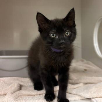 Billy (purple collar) -  Domestic Short Hair Cat for Adoption in Redwood City, California - Billy (purple Collar) | PetCurious