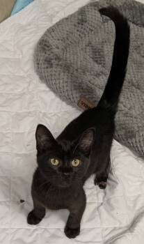 Rescue Domestic Short Hair Cats for Adoption in Osage Beach, Missouri - Cadbury | PetCurious