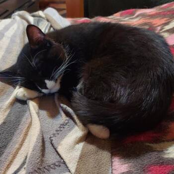 Tuxedo Cats Available for Adoption - Pan | PetCurious