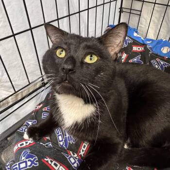 Kingpin -  Domestic Short Hair Cat for Adoption in Mokena, Illinois - Kingpin | PetCurious