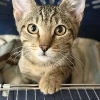 Newt -  Tabby Cat for Adoption in Phoenix, Arizona - Newt | PetCurious