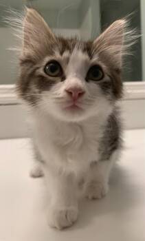 Fern (1103) -  Domestic Medium Hair and Tabby Cat for Adoption in Zephyrhills, Florida - Fern (1103) | PetCurious