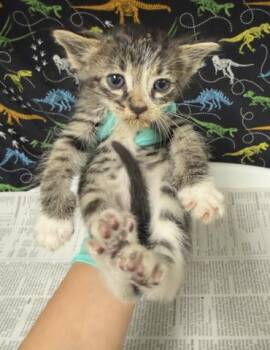 NOODLE -  Domestic Short Hair Cat for Adoption in Riverside, California - NOODLE | PetCurious