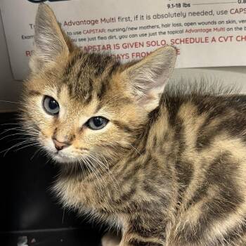 Lyric -  Domestic Short Hair Cat for Adoption in Chattanooga, Tennessee - Lyric | PetCurious