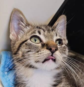 Saladin -  Domestic Short Hair Cat for Adoption in Bloomington, Indiana - Saladin | PetCurious