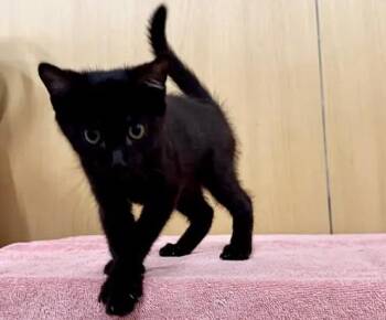 GARDENIA -  Domestic Short Hair Cat for Adoption in Brentwood, Missouri - GARDENIA | PetCurious