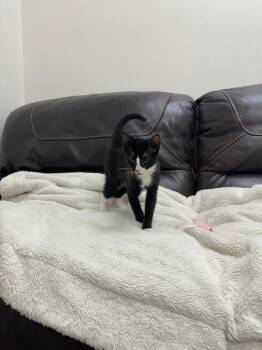 Kurt -  Domestic Short Hair Cat for Adoption in Newberg, Oregon - Kurt | PetCurious