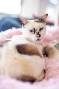 Rescue Calico and Siamese Cats for Adoption in Long Beach, California - Gladys | PetCurious