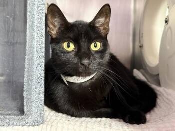 Eyeshadow -  Domestic Short Hair Cat for Adoption in New York, New York - Eyeshadow | PetCurious