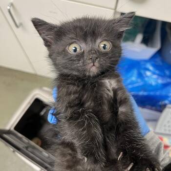 Needy -  Domestic Short Hair Cat for Adoption in Harrisonburg, Virginia - Needy | PetCurious