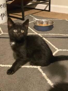 Stone -  Domestic Short Hair Cat for Adoption - Stone | PetCurious