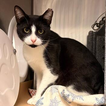 Stubby -  Domestic Short Hair Cat for Adoption in Greenville, South Carolina - Stubby | PetCurious