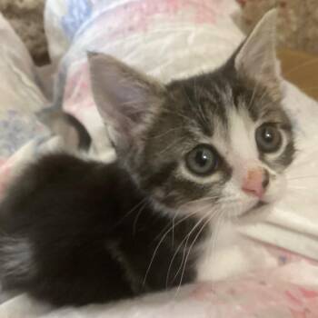 Aretha* -  Domestic Short Hair Cat for Adoption in San Gabriel, California - Aretha* | PetCurious