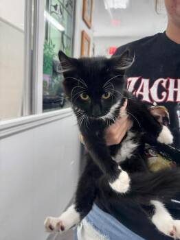 Boots -  Domestic Long Hair Cat for Adoption in Glenfield, New York - Boots | PetCurious