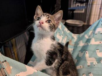 Shmokey -  Tabby and Domestic Short Hair Cat for Adoption in Buford, Georgia - Shmokey | PetCurious