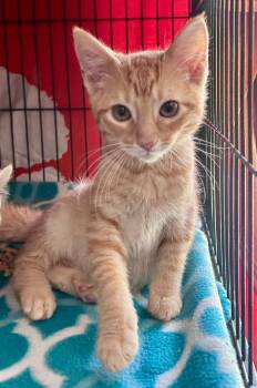 Ernie -  Domestic Short Hair Cat for Adoption in Cumming, Georgia - Ernie | PetCurious
