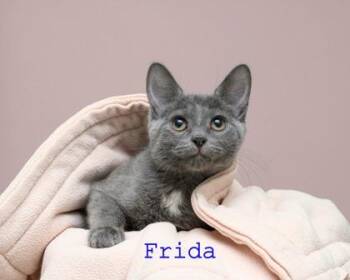 Domestic Short Hair Cats Available for Adoption in Parma, Ohio - Frida | PetCurious