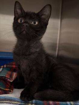 Totes -  Domestic Short Hair Cat for Adoption in Ocala, Florida - Totes | PetCurious