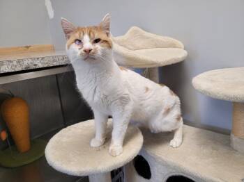 Domestic Short Hair Cats Available for Adoption in Angola, Indiana - Chrisper | PetCurious