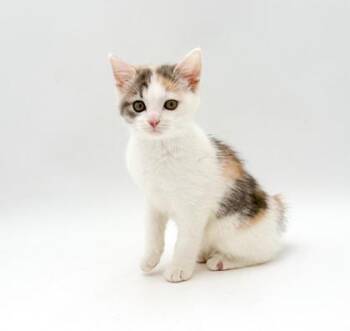 Taylor -  Domestic Medium Hair and Domestic Short Hair Cat for Adoption in Bowling Green, Kentucky - Taylor | PetCurious