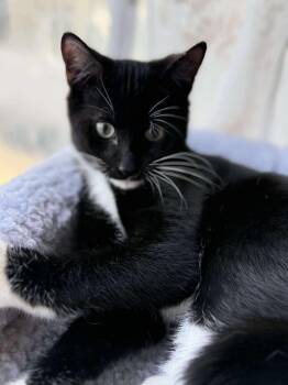 Rescue Domestic Short Hair Cats for Adoption in East Orange, New Jersey - Coco | PetCurious