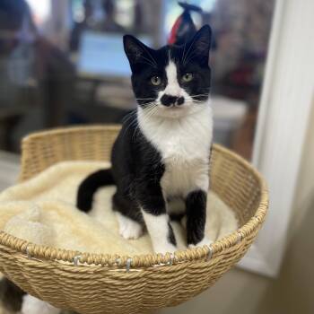CHESTNUT -  Domestic Short Hair Cat for Adoption in Hamilton Township, New Jersey - CHESTNUT | PetCurious