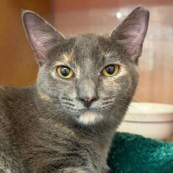 Sweetheart -  Domestic Short Hair Cat for Adoption in Roswell, Georgia - Sweetheart | PetCurious