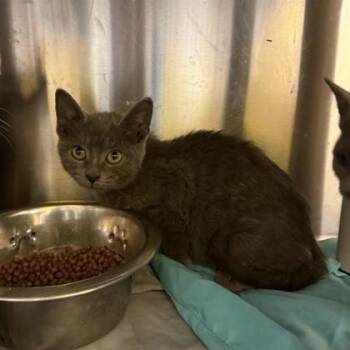 Rescue Domestic Short Hair Cats for Adoption in Dallas, Texas - Saydee | PetCurious