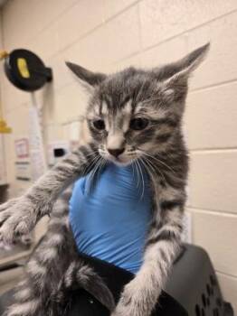 Domestic Short Hair Cats Available for Adoption in Westland, Michigan - Shrimp Linguini | PetCurious