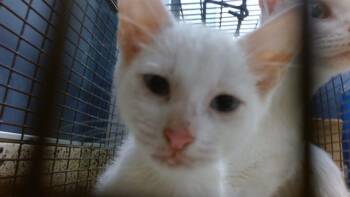 ARGENT -  Domestic Short Hair Cat Available for Adoption in Doral, Florida - ARGENT | PetCurious