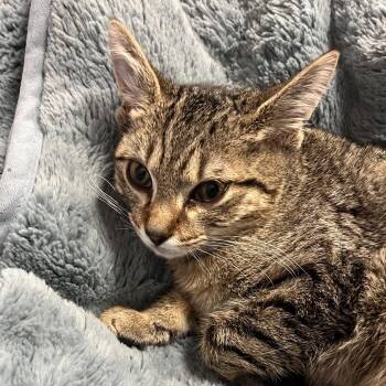 Domestic Short Hair Cats Available for Adoption - Quinn | PetCurious
