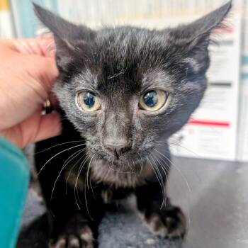 (WC)Raven -  Domestic Short Hair Cat for Adoption in Huntsville, Arkansas - (WC)Raven | PetCurious