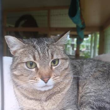 Shoppy -  Domestic Short Hair Cat for Adoption in Hot Springs, Arkansas - Shoppy | PetCurious