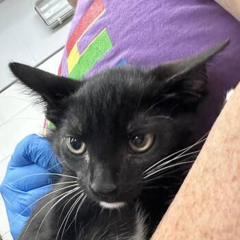 Copperhead -  Domestic Short Hair Cat for Adoption in Evansville, Indiana - Copperhead | PetCurious