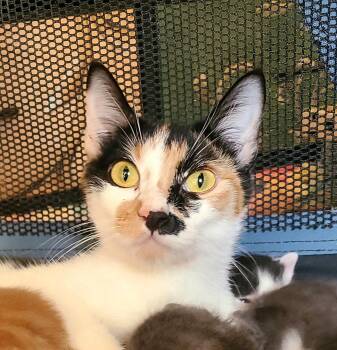 Jolene -  Domestic Short Hair Cat for Adoption in Kirkland, Washington - Jolene | PetCurious