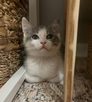 Dolly and her boyfriend Archie -  Domestic Short Hair Cat for Adoption in Charlotte, North Carolina - Dolly And Her Boyfriend Archie | PetCurious