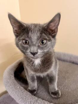 DIPSY -  Domestic Short Hair Cat for Adoption in Hagerstown, Maryland - DIPSY | PetCurious