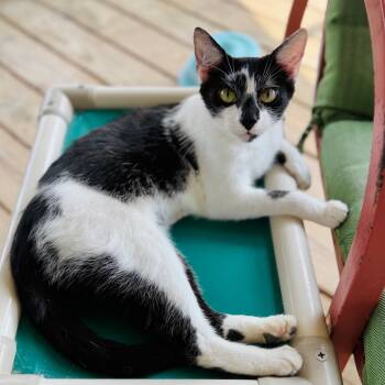 Rescue Domestic Short Hair Cats for Adoption in Brownsboro, Alabama - Monica | PetCurious