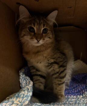 Domestic Medium Hair Cats Available for Adoption - Snickers | PetCurious