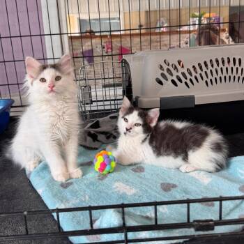 Spicy Nacho -  Domestic Medium Hair Cat Available for Adoption in Mondovi, Wisconsin - Spicy Nacho | PetCurious