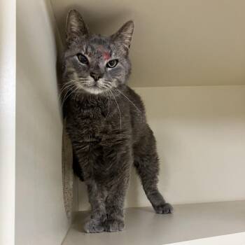 Domestic Medium Hair Cats Available for Adoption in Las Cruces, New Mexico - 107076 | PetCurious