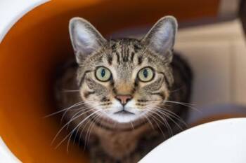 Momo -  Domestic Short Hair Cat for Adoption in Golden Valley, Minnesota - Momo | PetCurious