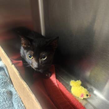 Fozzy -  Domestic Short Hair Cat for Adoption in Evensville, Tennessee - Fozzy | PetCurious