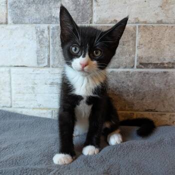 Domestic Short Hair Cats Available for Adoption in Lakeland, Florida - Buster | PetCurious