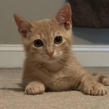Skittles -  Domestic Short Hair Cat for Adoption in Richmond, Virginia - Skittles | PetCurious