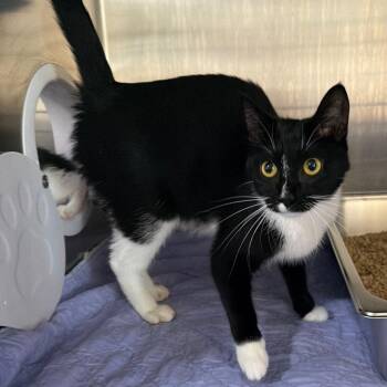 Reba -  Domestic Short Hair Cat for Adoption in Wadena, Minnesota - Reba | PetCurious