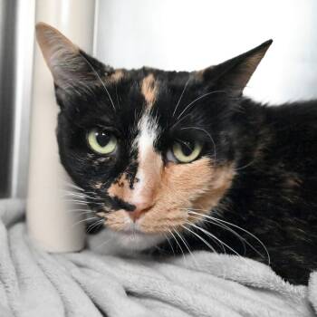 Patches -  Domestic Short Hair Cat for Adoption in West Palm Beach, Florida - Patches | PetCurious
