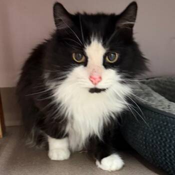 Domestic Long Hair and Domestic Short Hair Cats Available for Adoption in Middlebury, Vermont - Silvie | PetCurious